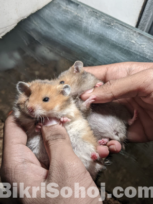 Syrian hamster